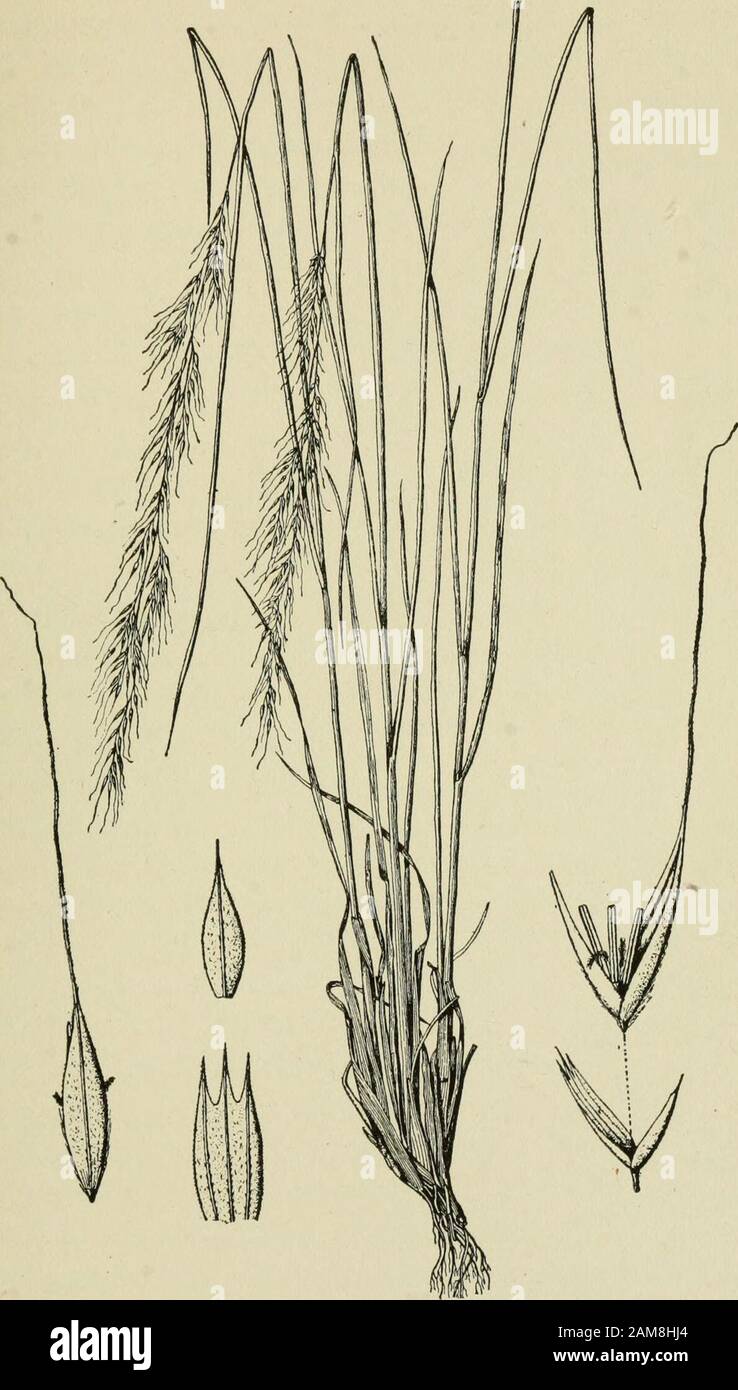 A text-book of grasses with especial reference to the economic species of the United States . AGROSTIDE^ 201. Fig. 37. Muhlenbergia gracilis. Plant, XJ^; spikelet, the floret raisedfrom the glumes, glumes and floret, X5. (U. S. Dept. Agr., Div. Bot.,Bull. 26.) 202 A TEXT-BOOK OF GRASSES Epicampes (E. rigens Benth.) is of some economic im-portance in Mexico, whence it is exported, the strongfibrous roots being used to make coarse brushes. 232. Phleum L.—Timothy. A smallgenus of cold regions, recognized by thedensely cylindrical spike-like panicles, and1-flowered much-compressed spikelets. Only Stock Photo