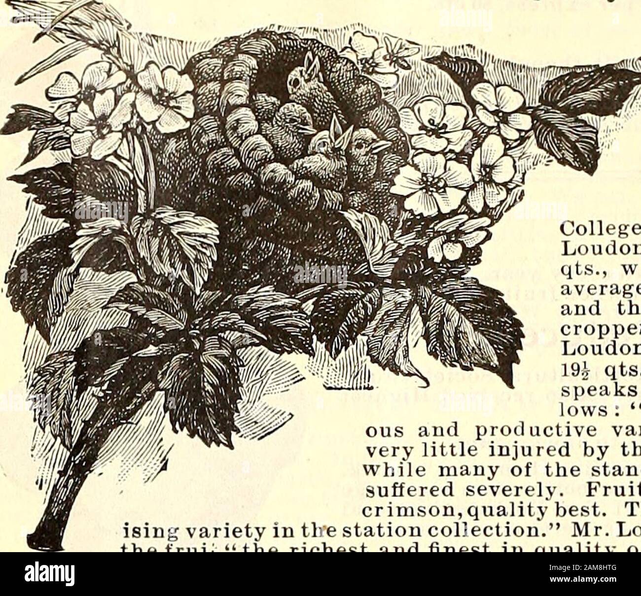 Vegetable And Flower Seed Catalogue Free For All Abbage In