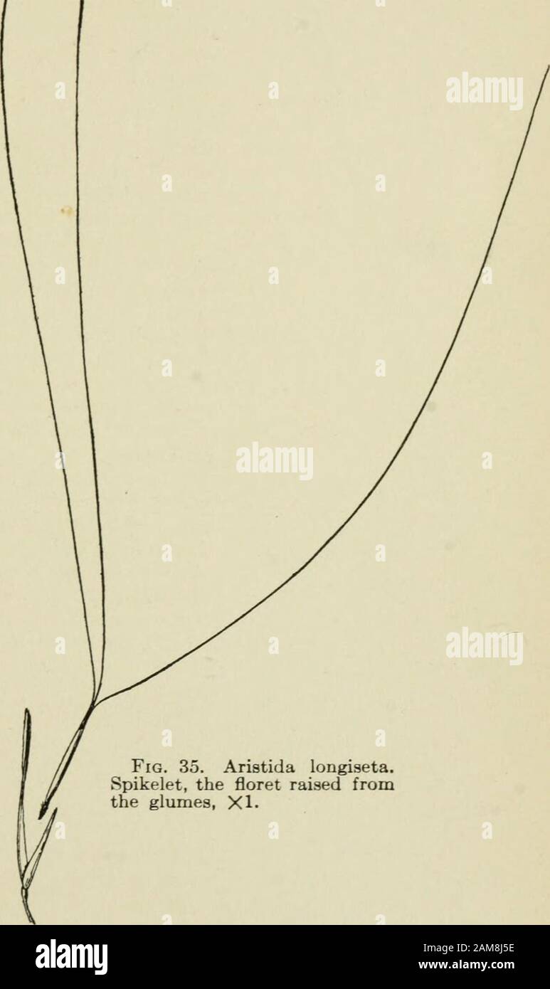 A text-book of grasses with especial reference to the economic species of the United States . upper sheath;sparingly introduced from the Old World Heleochloa. n. Panicles elongated; tall per-ennials of Arizona andsouthward ,. EpICAMPES. AGROSTIDE^ 199 229. Aristida L.—Needle-grass. A large genus, mostlytufted perennials of the warmer parts of the world,especially abundant in America. They are easily dis-tinguished by the narrow terete lemma bearing a pointedhairy callus below and a trifid awn above. The 2 lateralawns are sometimes shorter than the others or may beabsent altogether {A. iscabra Stock Photo