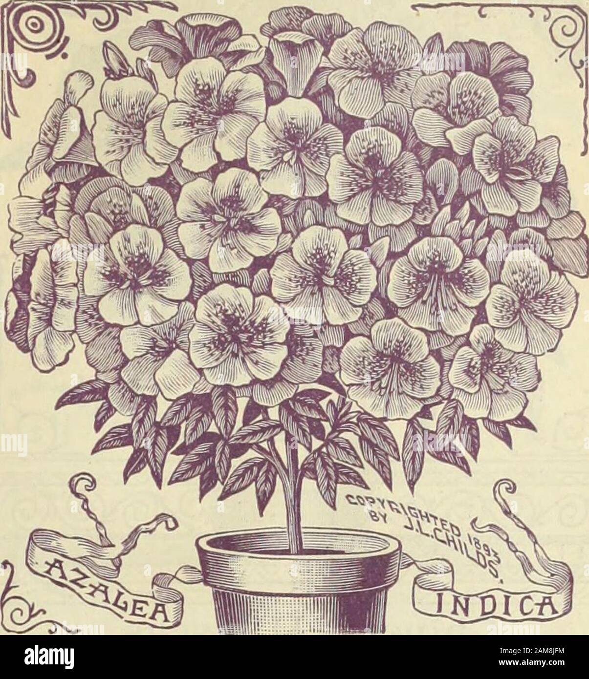 Childs' rare flowers, vegetables & fruits for 1895 . ow and green.Flowers like miniature double Hollyhock, orange, flameddeeper. Give good sunshine.Good Gracious. Odd and pretty. Blossoms in pairs at theaxil of the leaves, one of a beautiful orange red whileits twin is a deep crimson. Free bloomer, and as maywell be supposed an extremely odd and beautifulvariety. Unlike any other sort, and verjattractive.Originated with us about five years ago. Should boin everj collection.Leopard Eclipse. A graceful procumbentor trailing variety,very fine for baskets or to edge beds of other Abutilons.Beautif Stock Photo