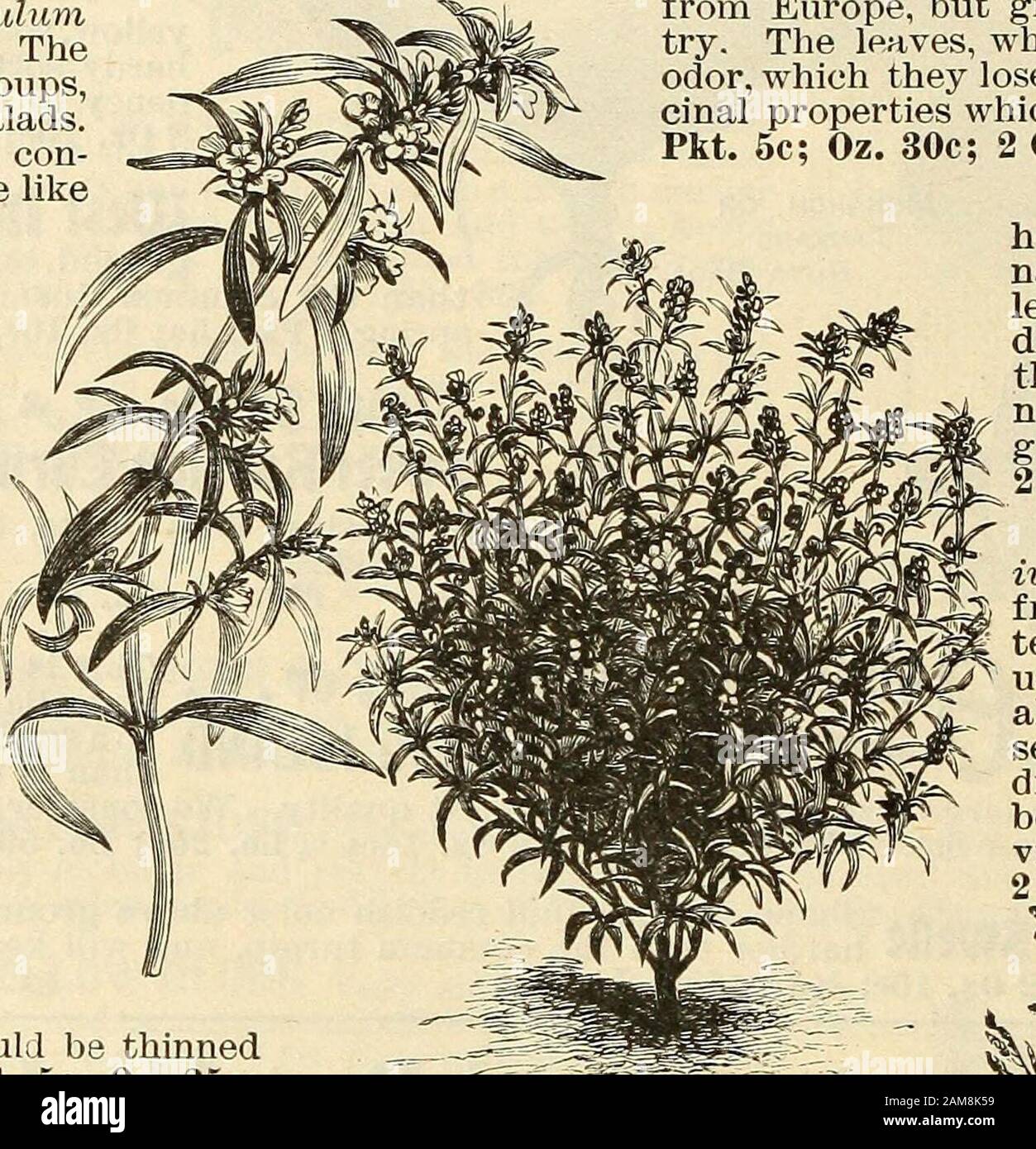 Seed annual, 1899 . 25 JViARJORAiVi, SWbbi [Origanum marjorana). A perennialplant, but not hardy enough to endure the winter of the North.The young, tender tops are used green for flavoring, or they maybe dried for winter use. Sow in drills as early as possible, and thinout the plants to ten inches apart. Pkt. 5c; Oz. 15c; 2 Oz. 25c; % Lb. 40c; Lb. $1.26 ROSEMARY (Rosmarinus officinalis). A hardy perennial withfragrant odor, and a warm, aromatic, bitter taste. May be easilyraised from seed, but does not reach a size fit for use until thesecond season. The dried leaves deteriorate rapidly with Stock Photo