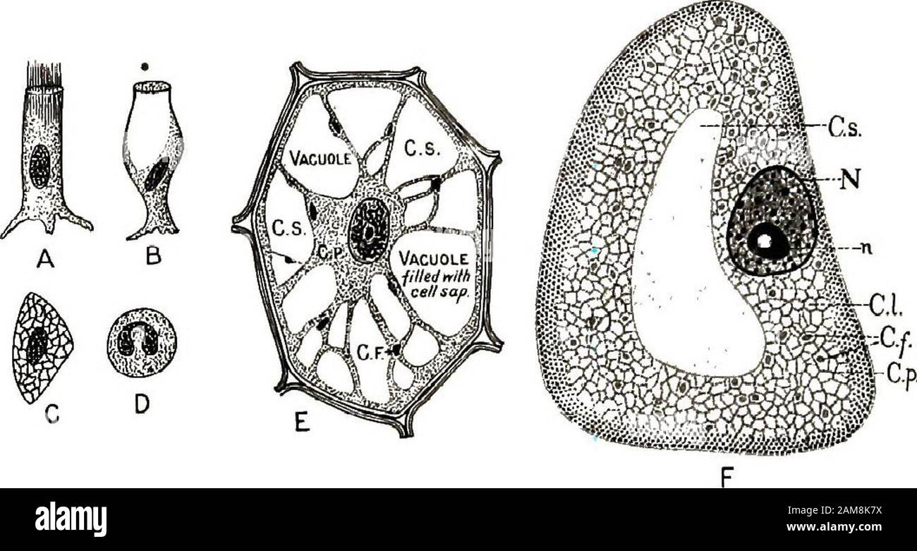 Plant Cell Not Labeled Black And White