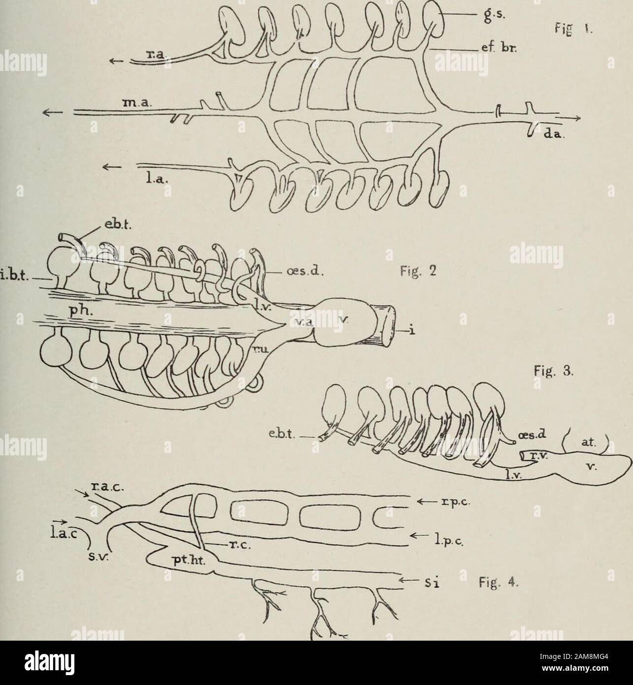 Transactions of the Royal Society of New Zealand . O M ° Trans. N.Z. Inst., Vol. XLIV. Plate XVII.. Stock Photo