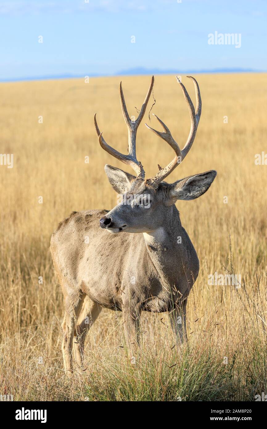 Mule Deer Buck Closeup On The Colorado Great Plains With Large