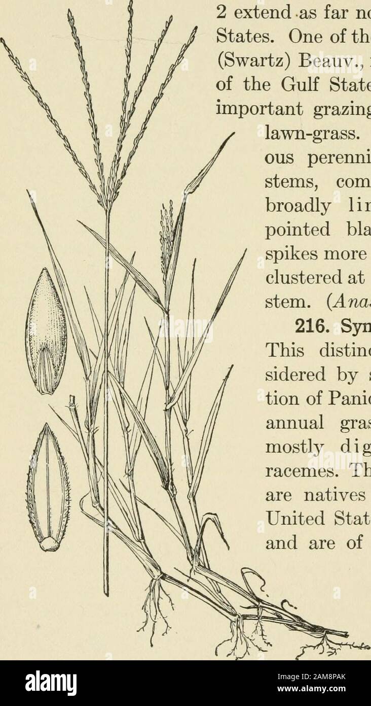 A text-book of grasses with especial reference to the economic species of the United States . eauv.—By many authorities thisgroup has been included in the genus Paspalum, but itforms a distinct natural group. Several species arefound in tropical America but only2 extend as far north as the UnitedStates. One of these, A. compressus(Swartz) Beauv., is the carpet-grassof the Gulf States, where it is animportant grazing-grass and also alawn-grass. It is a stolonifer-ous perennial with flattenedstems, comparatively short,broadly linear, abruptlypointed blades, and slenderspikes more or less digitat Stock Photo