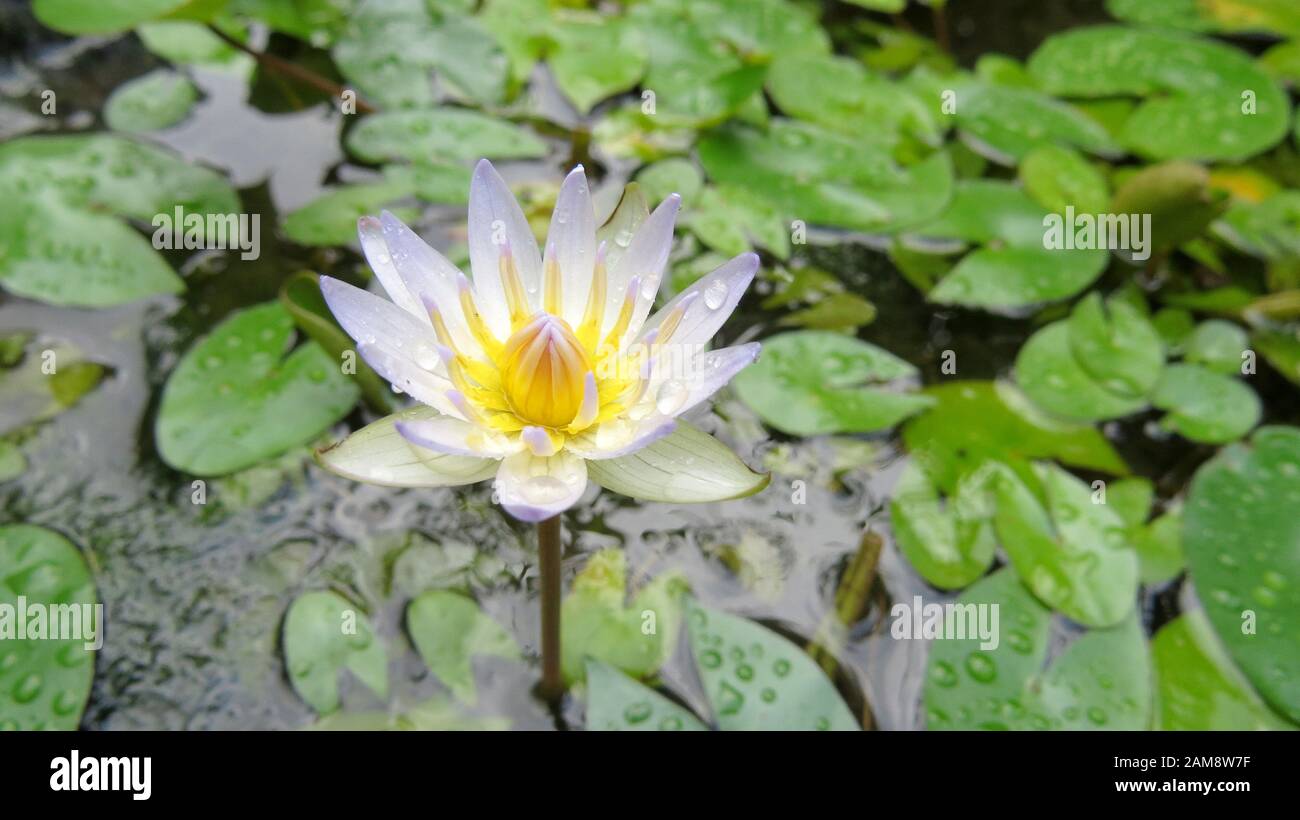 Lotus pond in rain hi-res stock photography and images - Alamy