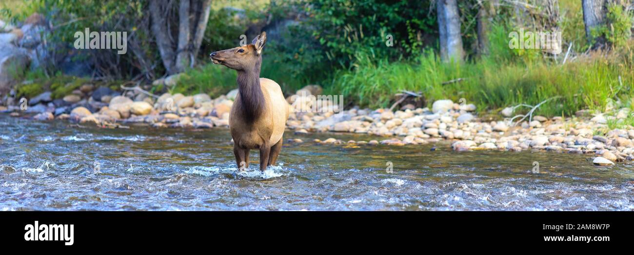 Rocky Mountain Elk Cervus canadensis female cow in a river in Estes Park, Colorado Stock Photo