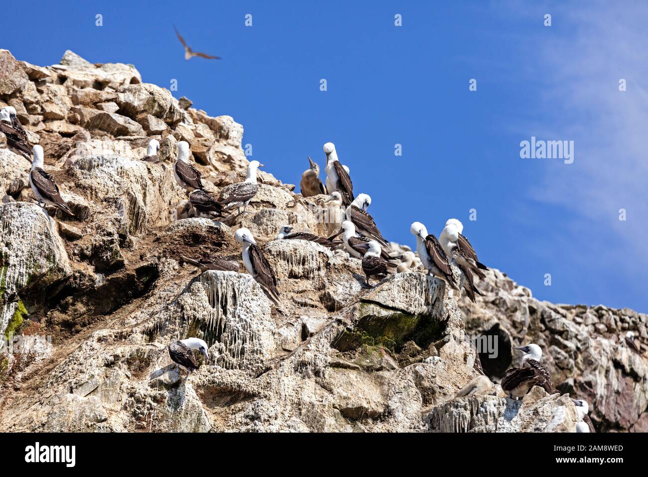 Seagulls brush feathers on a rock Ballestas Islands, Paracas Nature Reserve, Peru, Latin America. Stock Photo