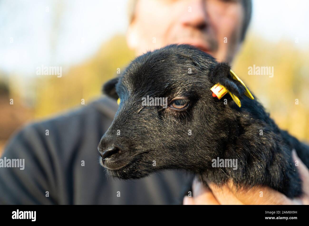 Niederohe, Germany. 10th Jan, 2020. Carl Wilhelm Kuhlmann, shepherd, holds a few hours old toy lamb in his hands. In the Lüneburg Heath the lambing season has begun with the Heidschnucken. Credit: Philipp Schulze/dpa/Alamy Live News Stock Photo