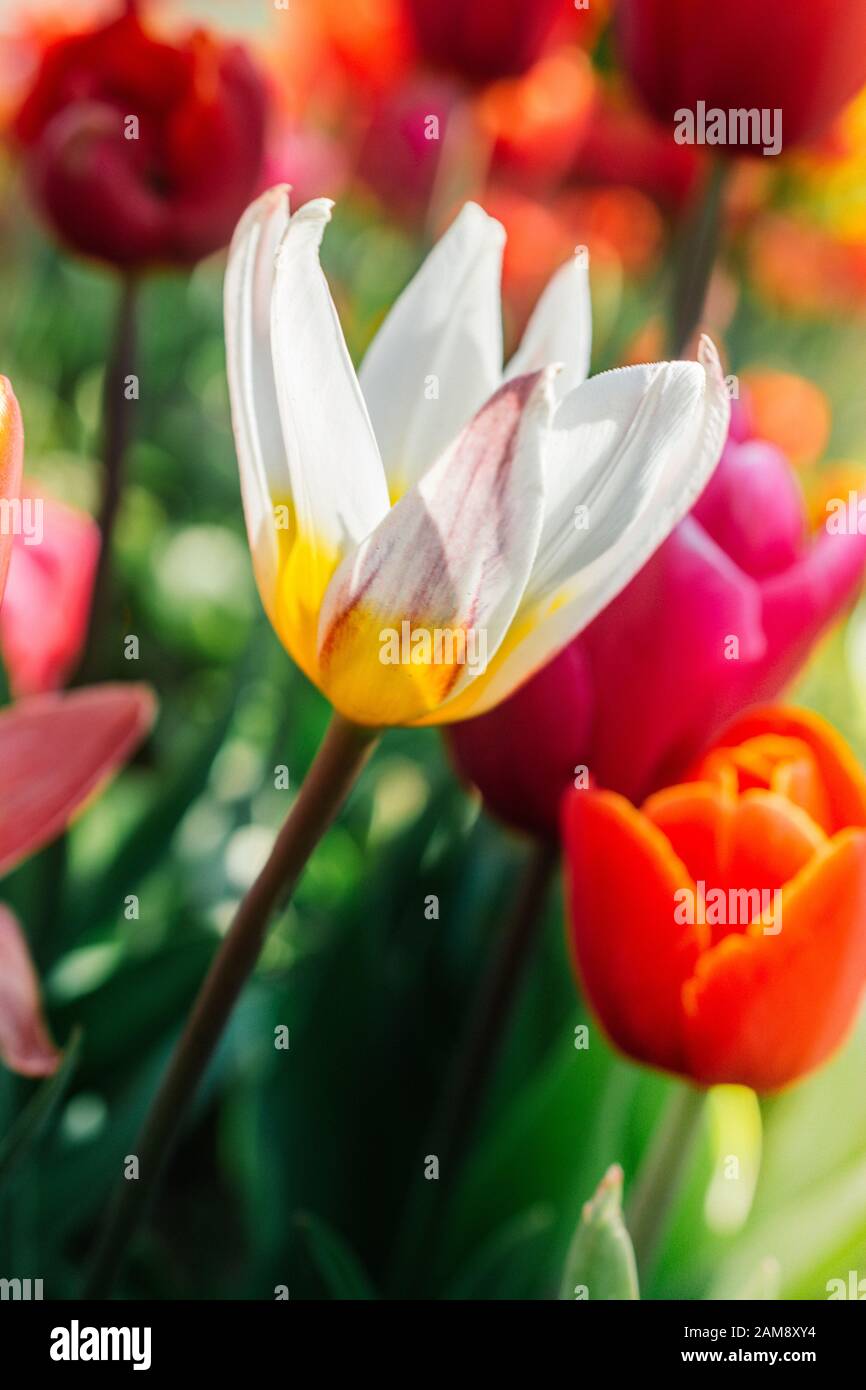 Blooming tulips flowers in as floral plant background Stock Photo - Alamy