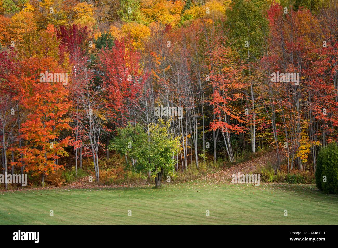 A path leading to the fall colours in the woods, Quebec, Canada Stock Photo