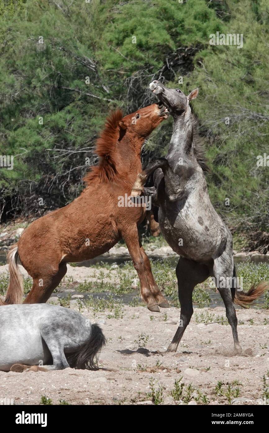 Wild horses fight to protect their territory in the Arizona desert