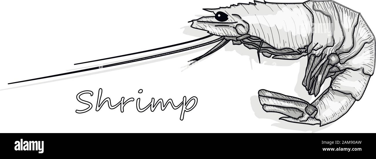 cooked shrimp clipart black and white lion