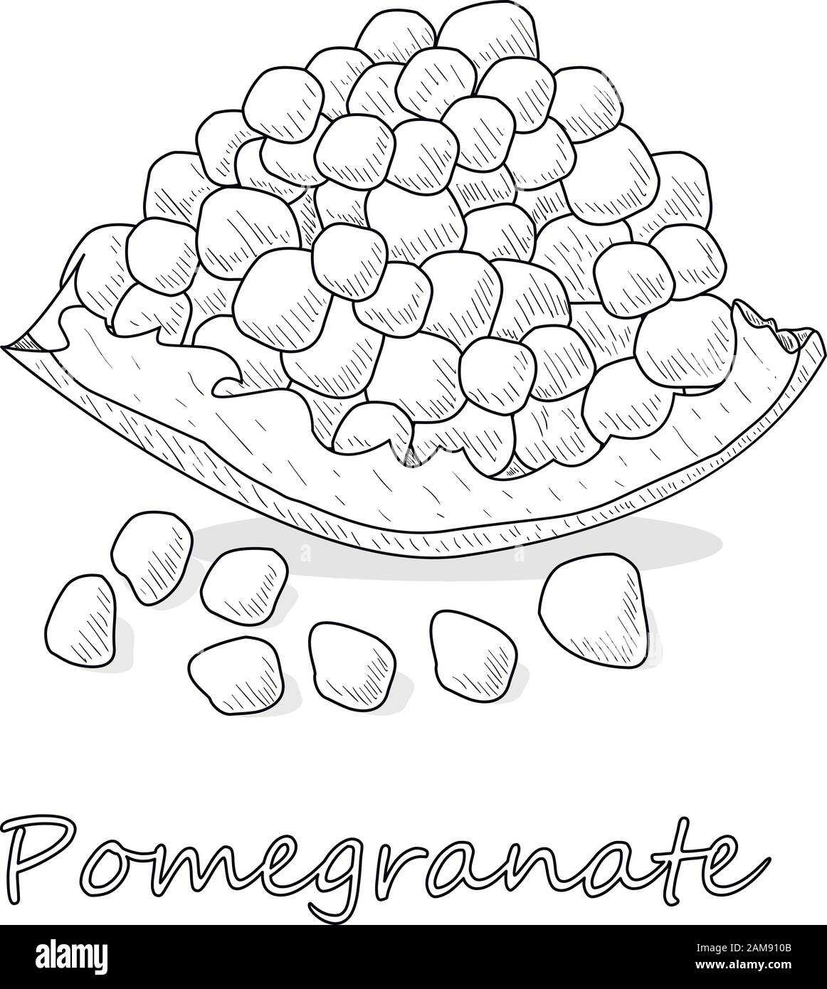 Pomegranate hand drown vector illustration isolated on white background. Monochrome. Stock Vector