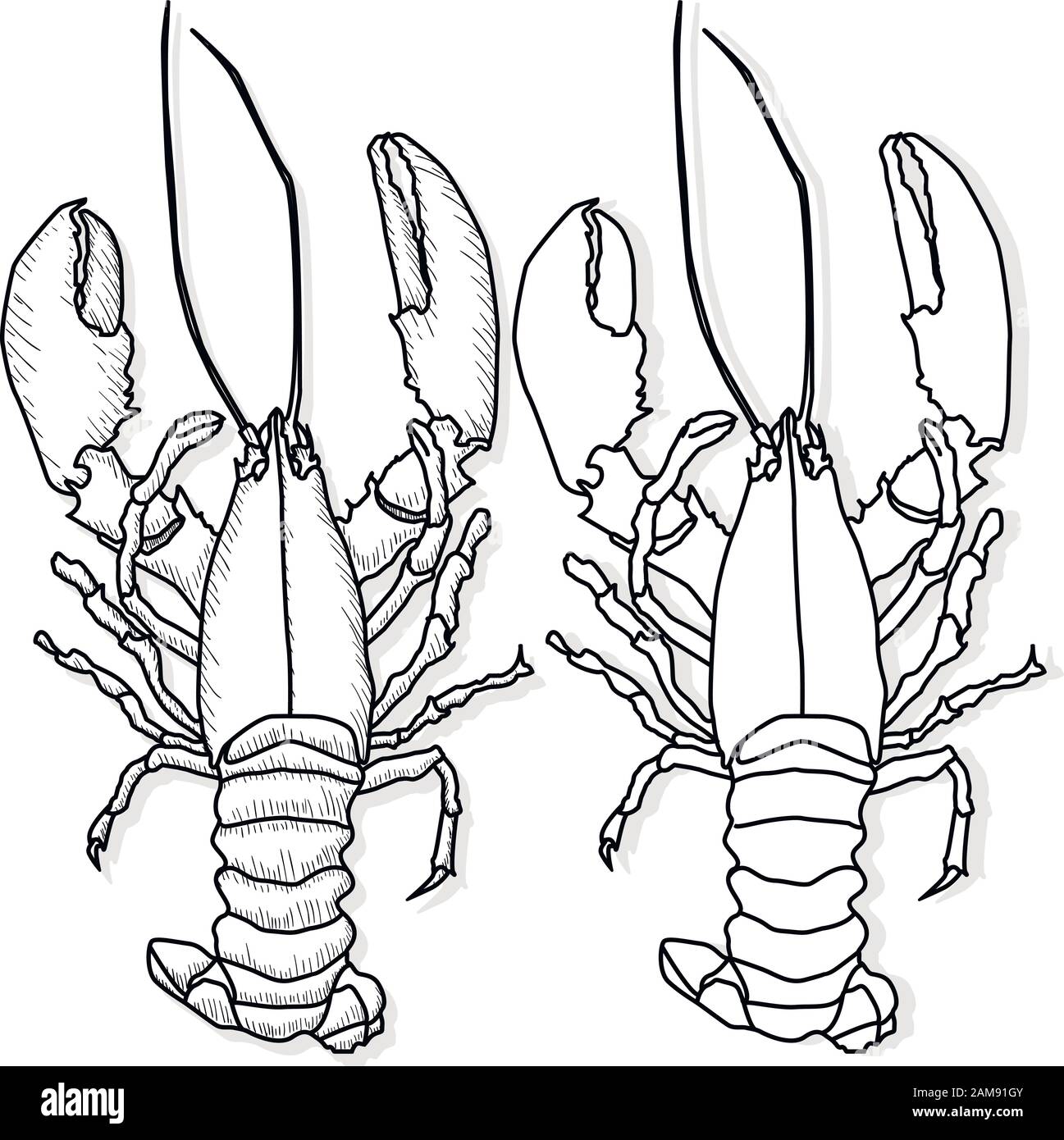 Crayfish vector illustration on a white background ...