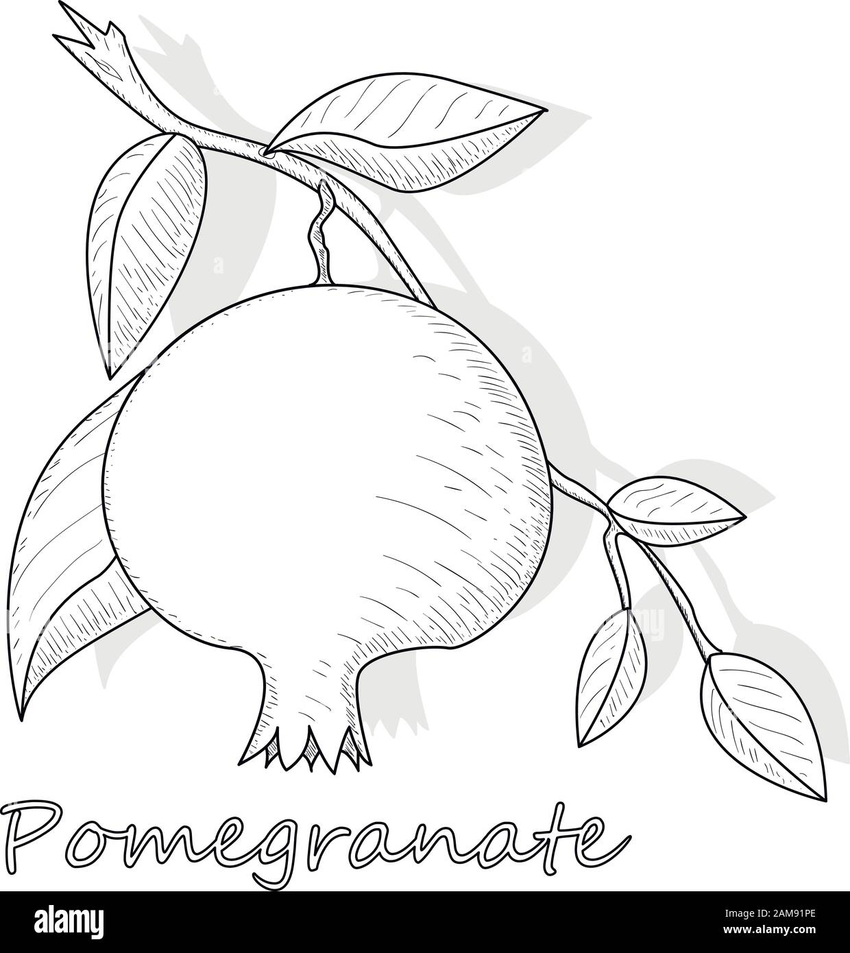 Pomegranate hand drown vector illustration isolated on white background. Monochrome. Stock Vector