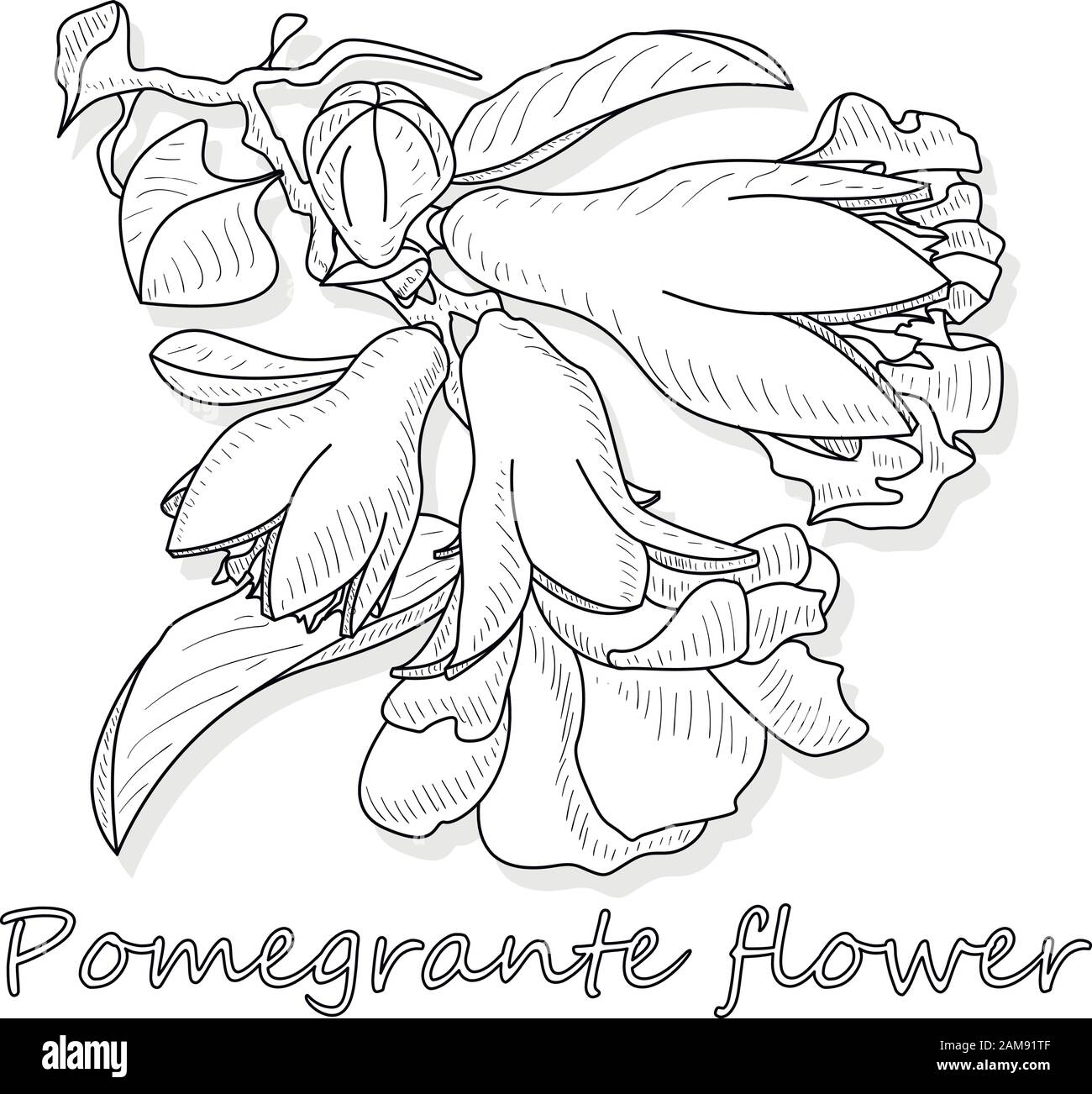 Pomegranate flower hand drown vector illustration isolated on white background. Monochrome. Stock Vector