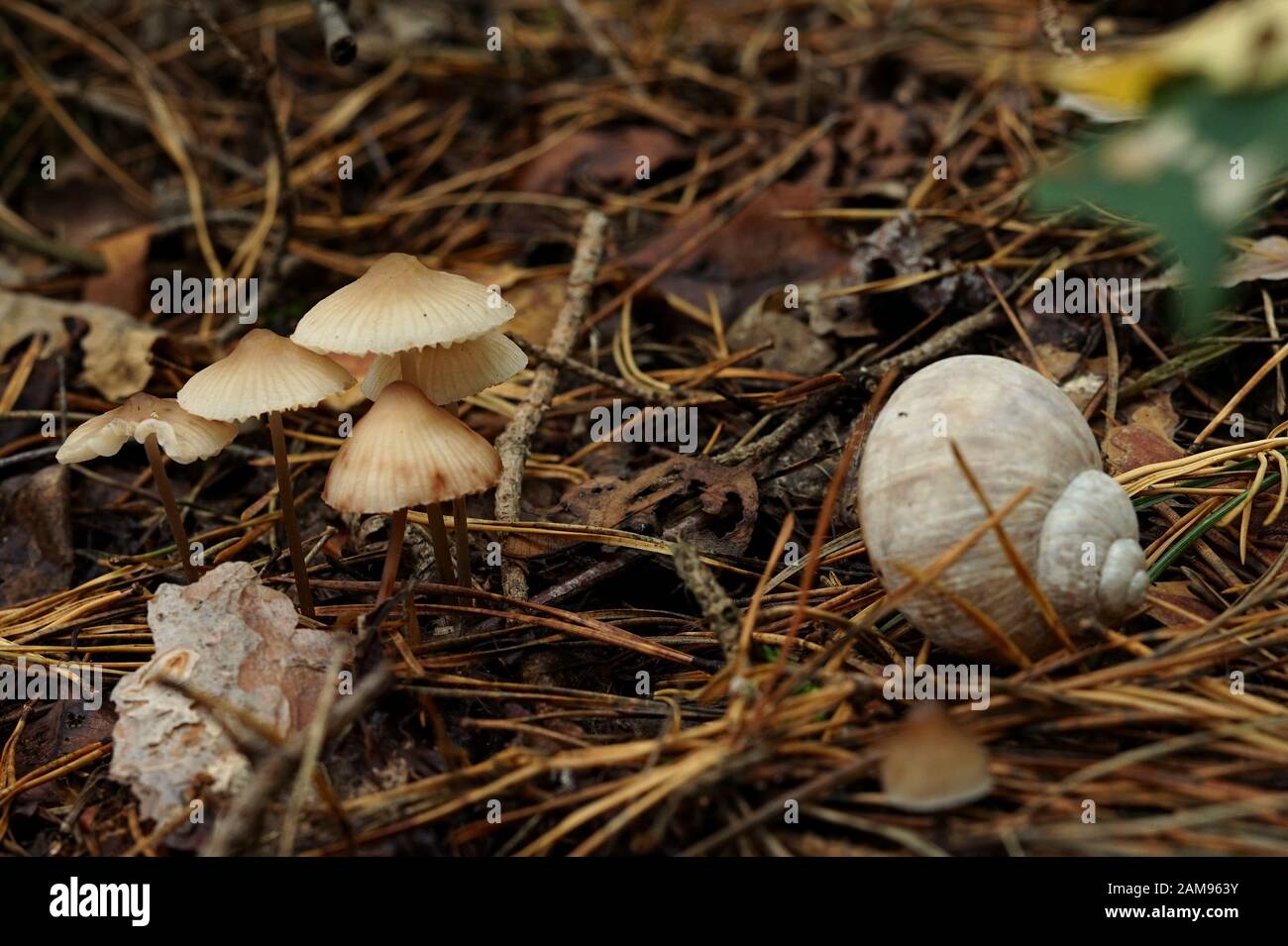 empty vineyard shell and small mushrooms on forest litter Stock Photo