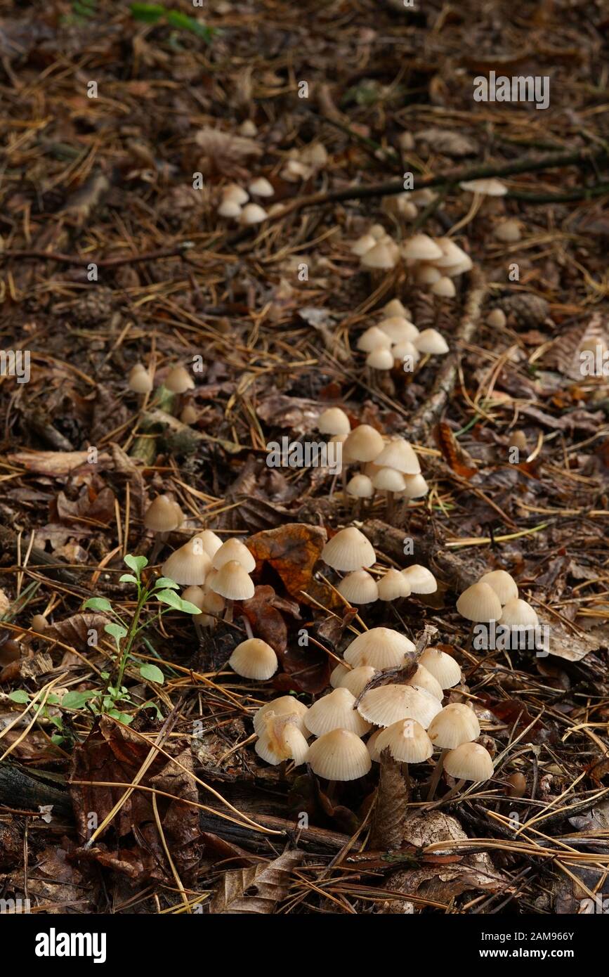 small, inedible mushrooms on the forest litter in autumn Stock Photo
