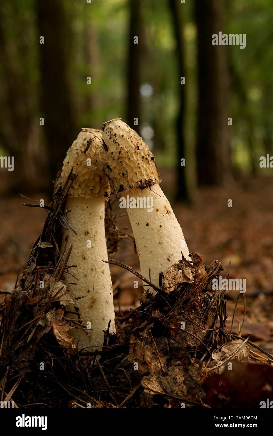 common stinkhorn - a very interesting toadstool Stock Photo