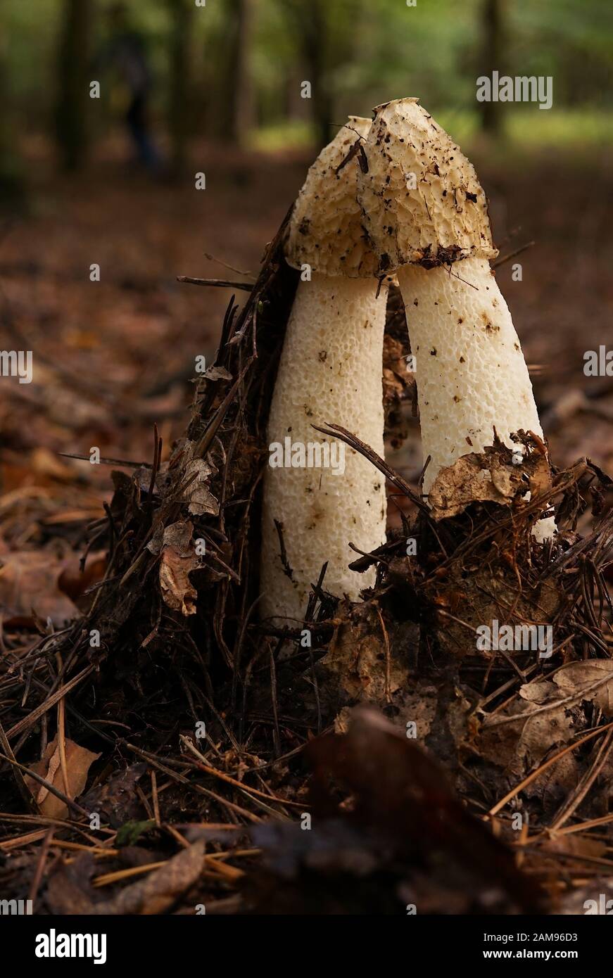common stinkhorn - a very interesting toadstool Stock Photo
