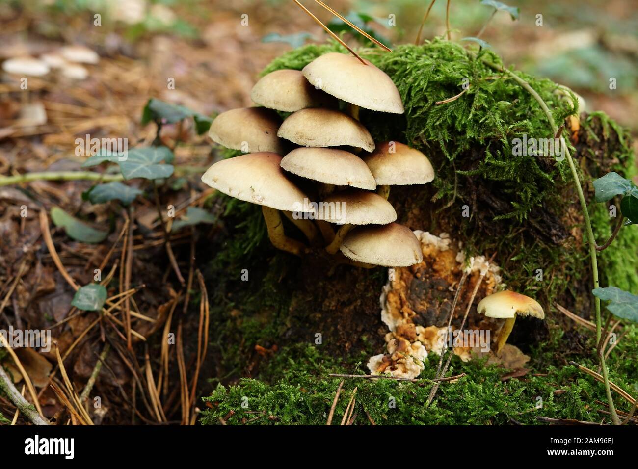 Sulfur tuft growing in a natural forest. Poland, Europe Stock Photo
