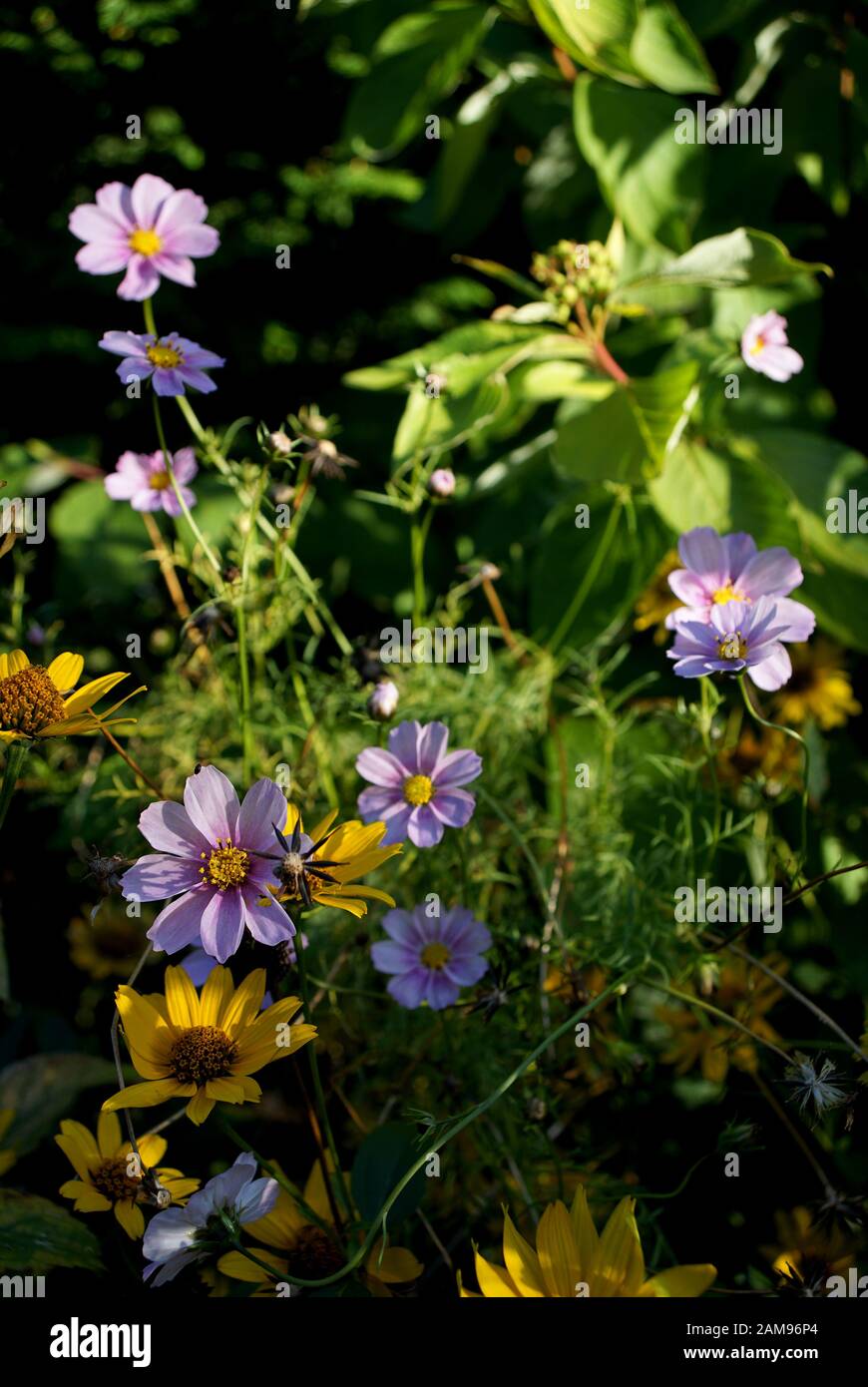 lush summer flowers in the garden Stock Photo