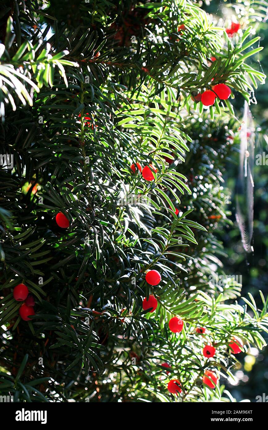 yew and its ripe poisonous fruit in full sun in the garden Stock Photo