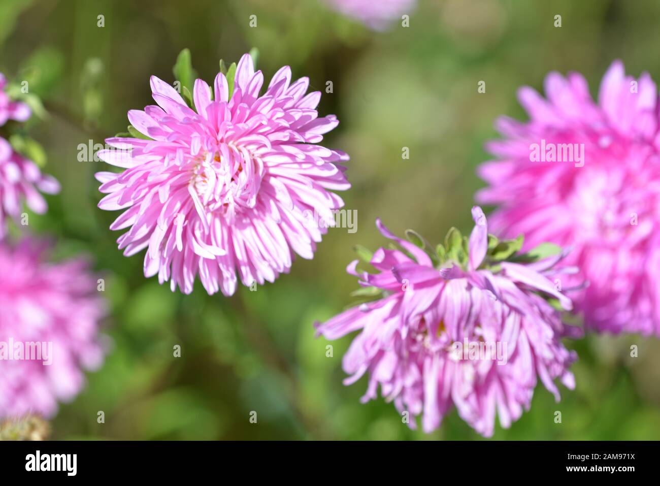 Chrysanthemum bloom hi-res stock photography and images - Alamy