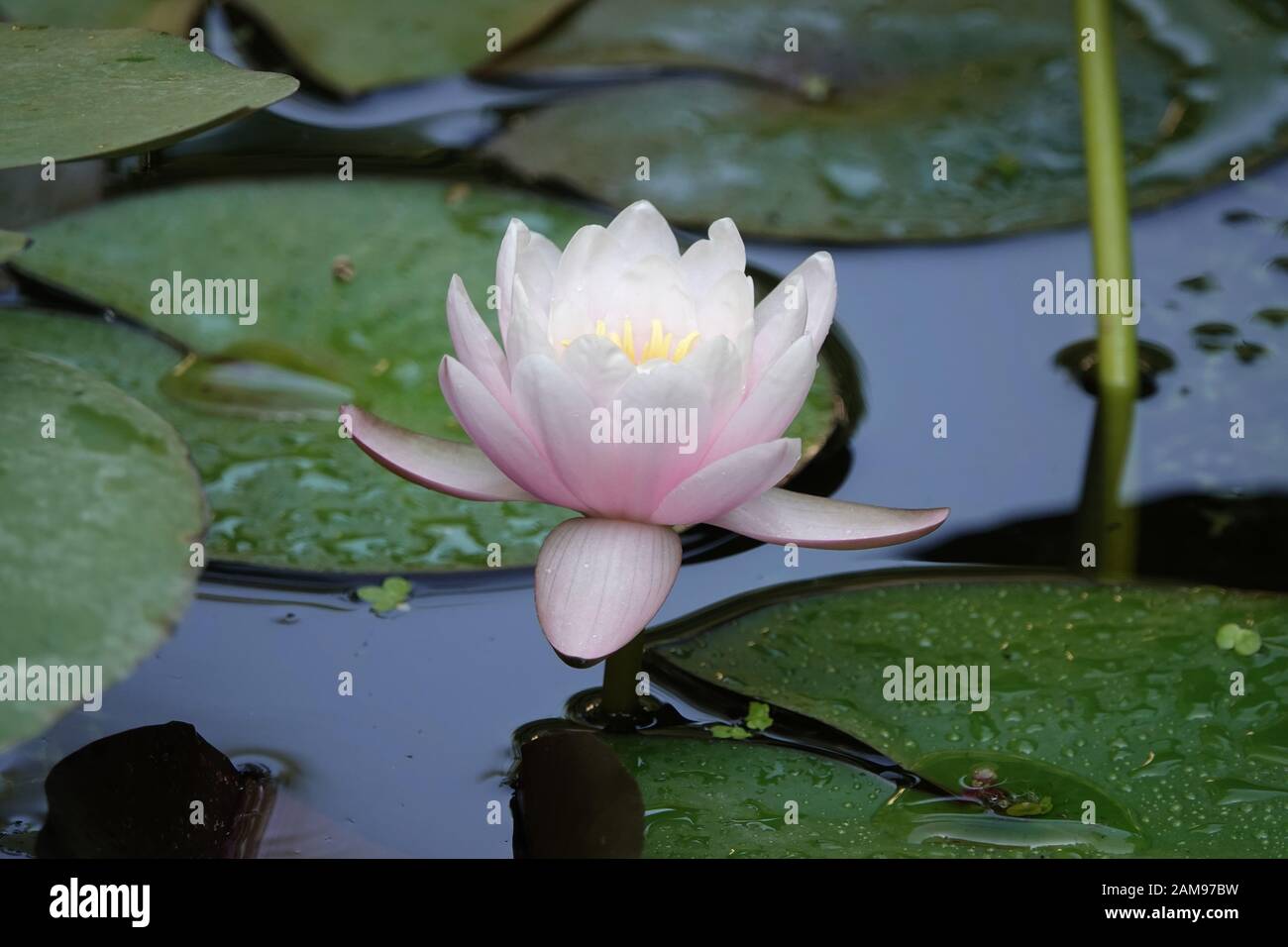 Beautiful Nymphaea odorata - American white waterlily - cultivated variety Stock Photo