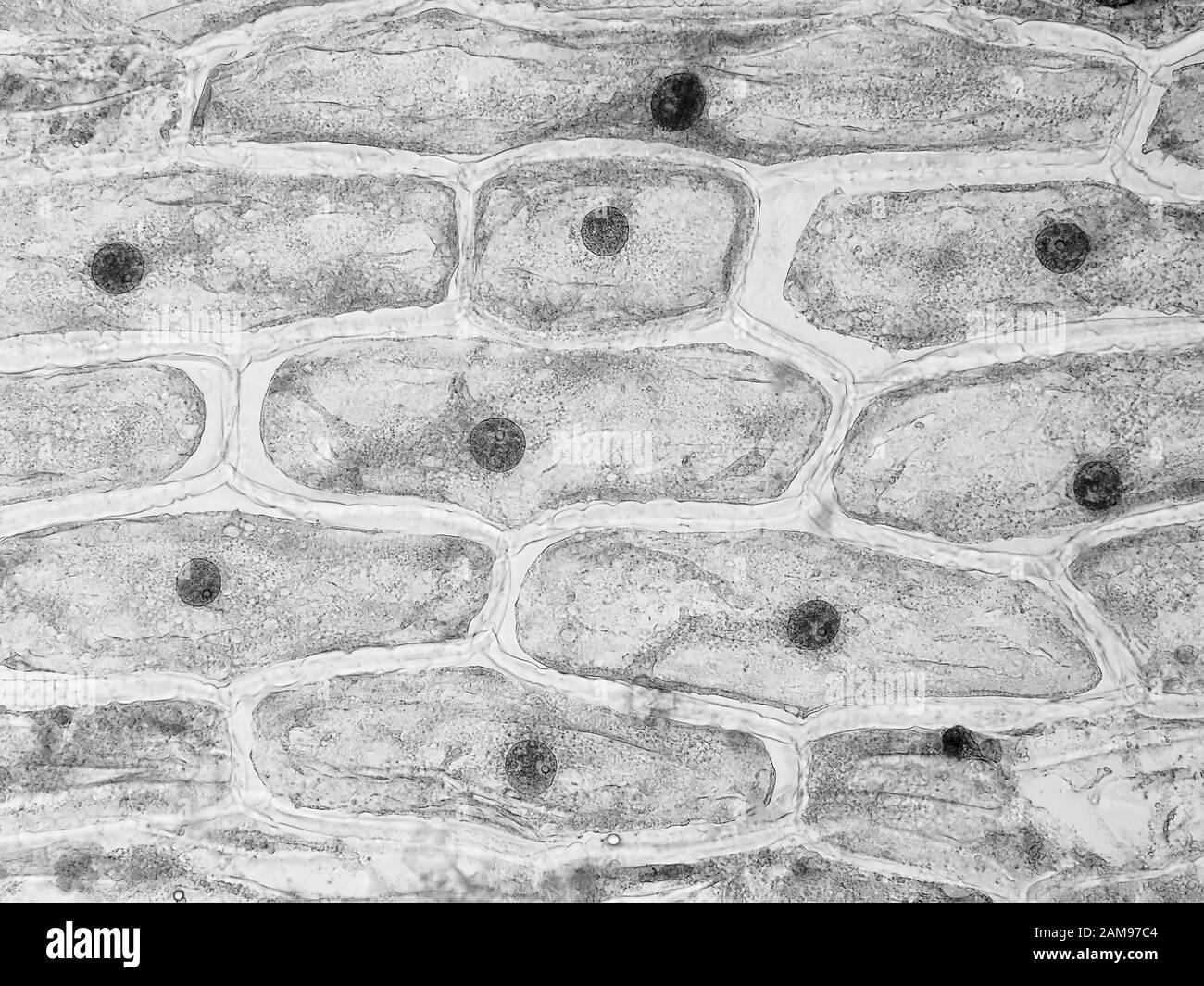 Onion skin cells under the microscope, horizontal field of view is about 0.61 mm Stock Photo