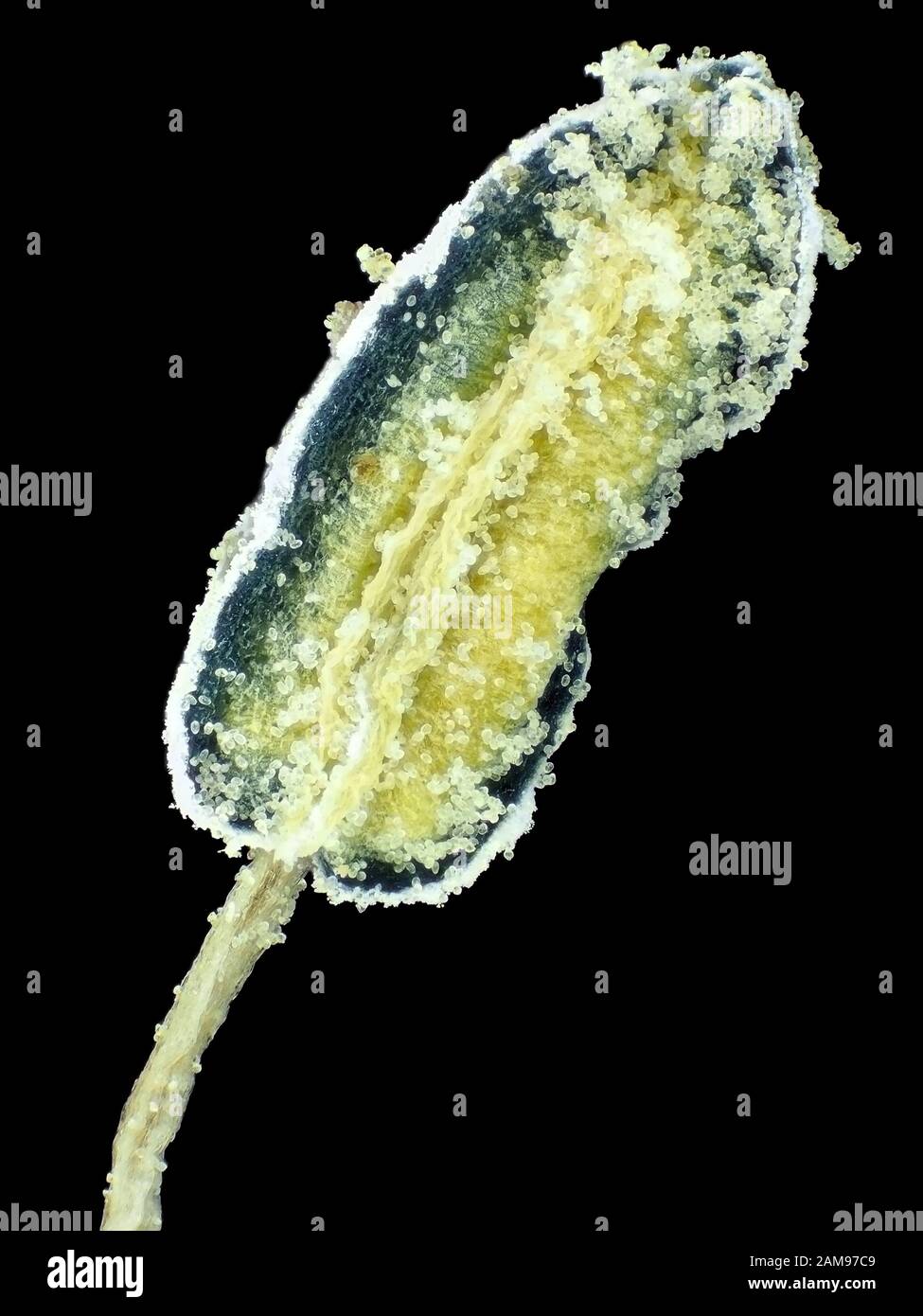 Extreme macro image (under the microscope) of hot pepper flower stamen with pollen, vertical field of view is about 3mm Stock Photo