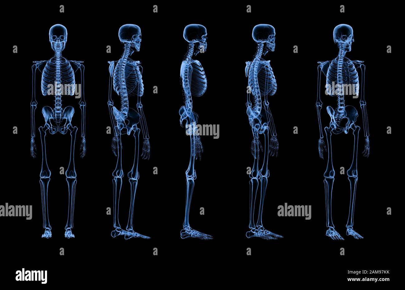 3d rendering set of human skeleton xray isolated on black background