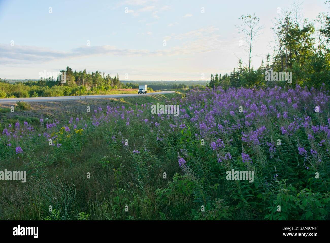 Flowers next to Newfoundland road Stock Photo Alamy