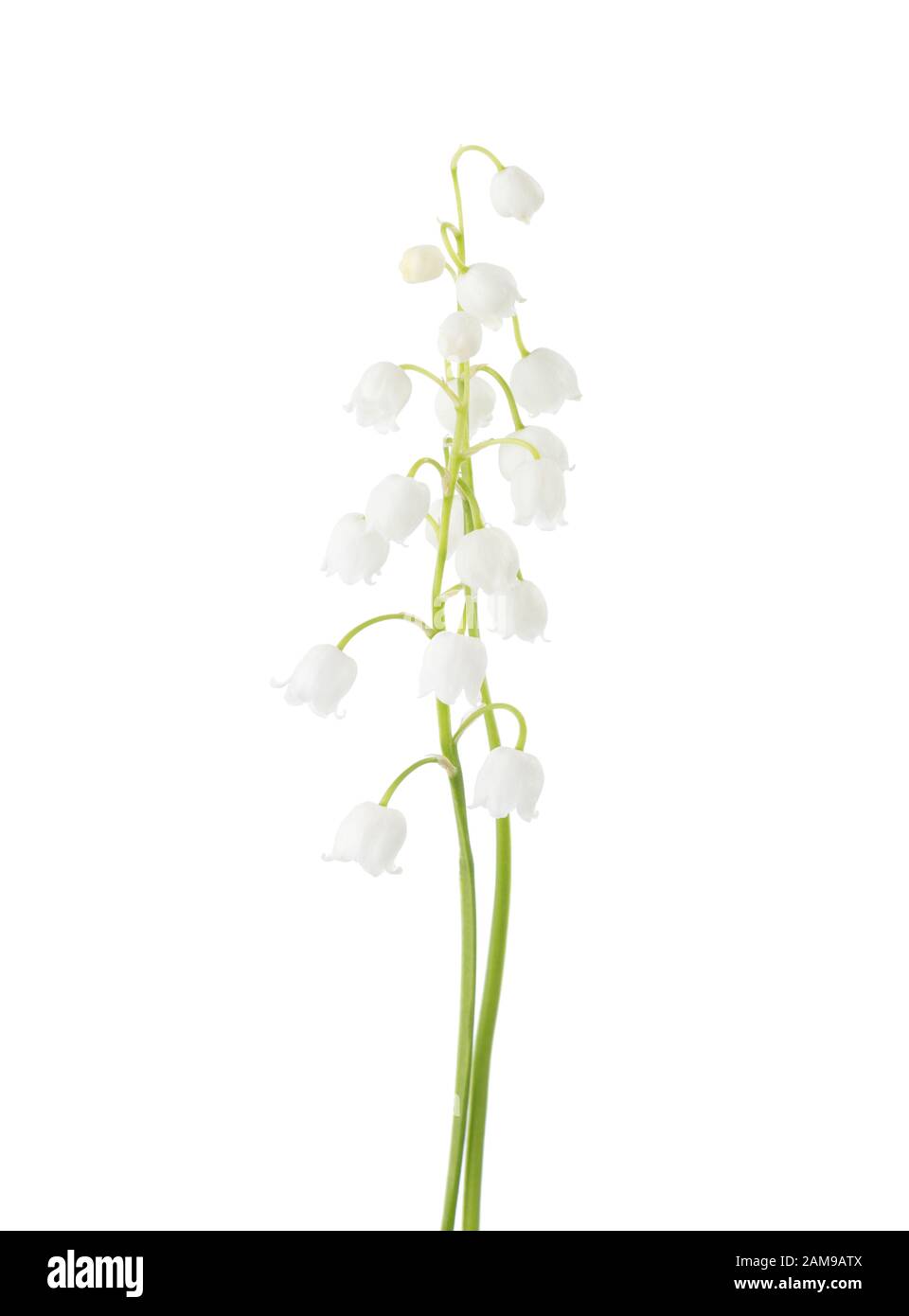 Two flowers of Lily of the Valley isolated on white background Stock ...