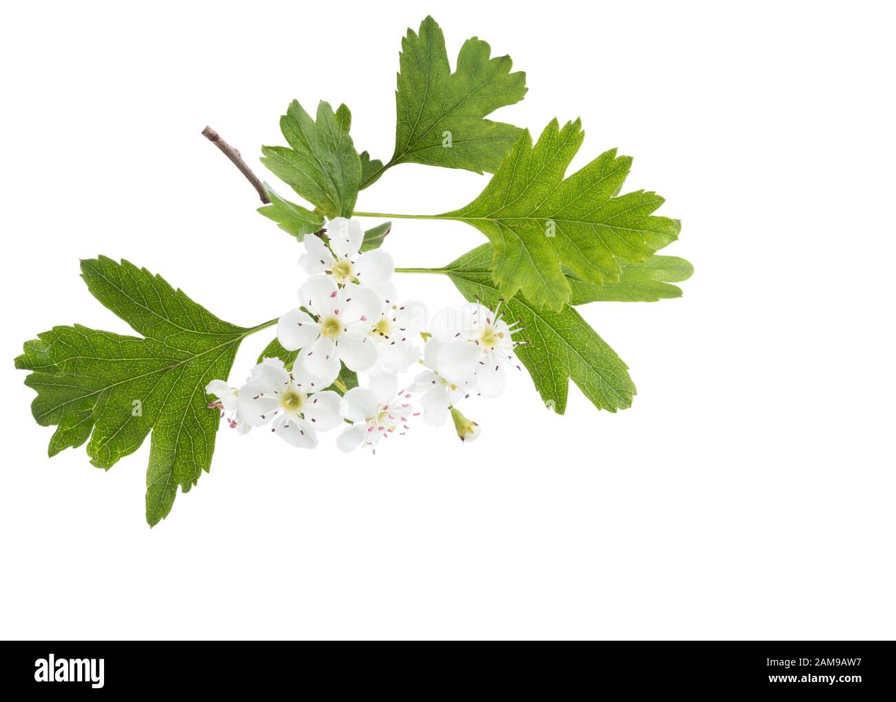 Blossoming branch of Hawthorn (May-tree) with white flowers and green leaves isolated on white background.  Close-up. Stock Photo