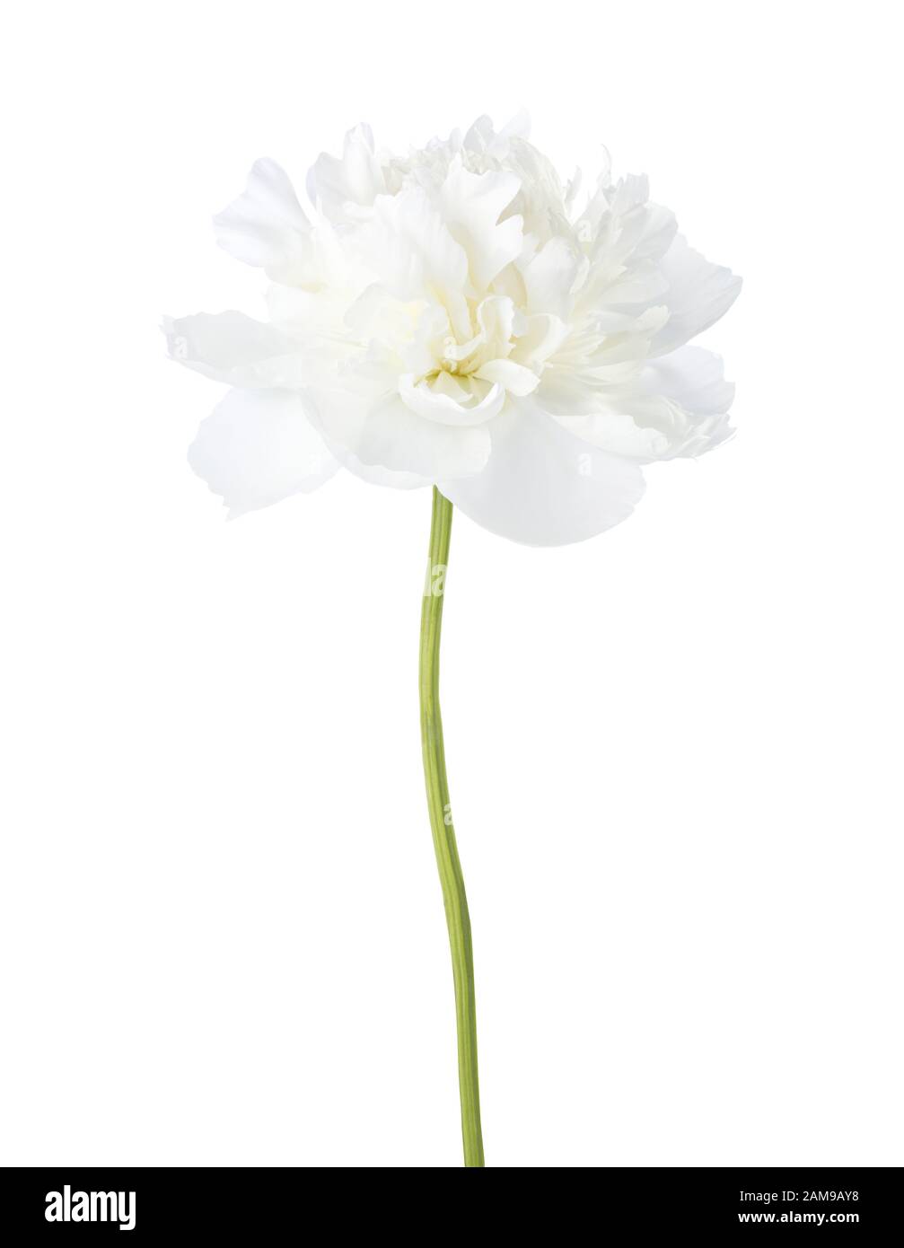 White peony isolated on white background. Stock Photo
