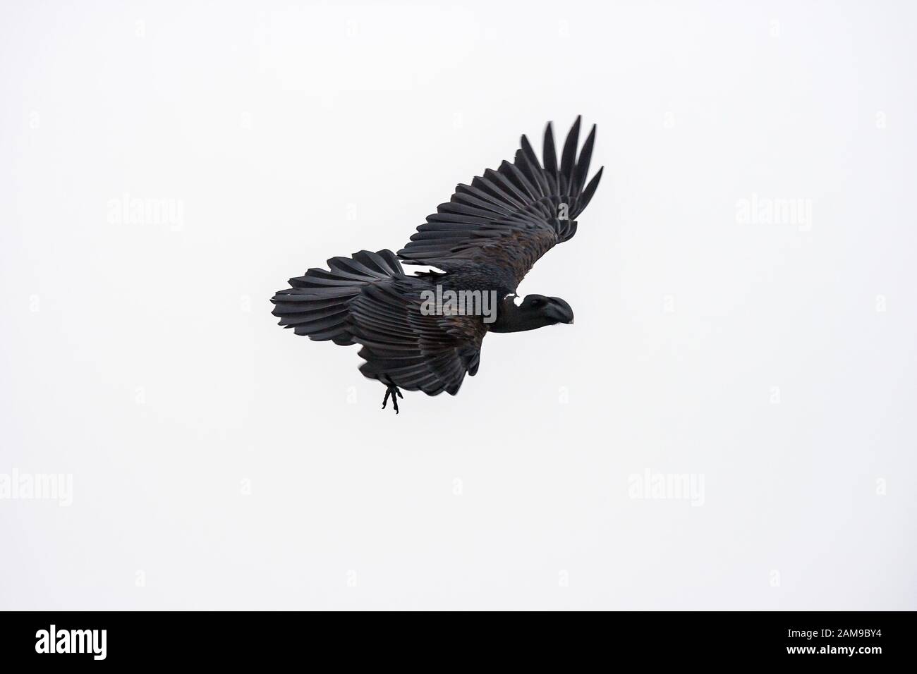 Thick-Billed Raven (Corvus crassirostris), is a bird which is common to abundant from about 1200 to at least 4100 meters (4000 .13,500 feet). Simien M Stock Photo