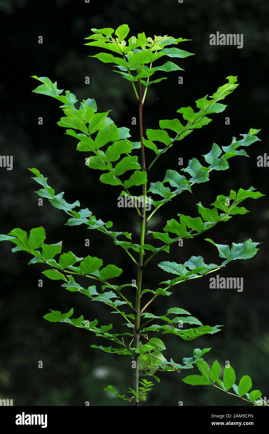 Young ash tree hires stock photography and images Alamy