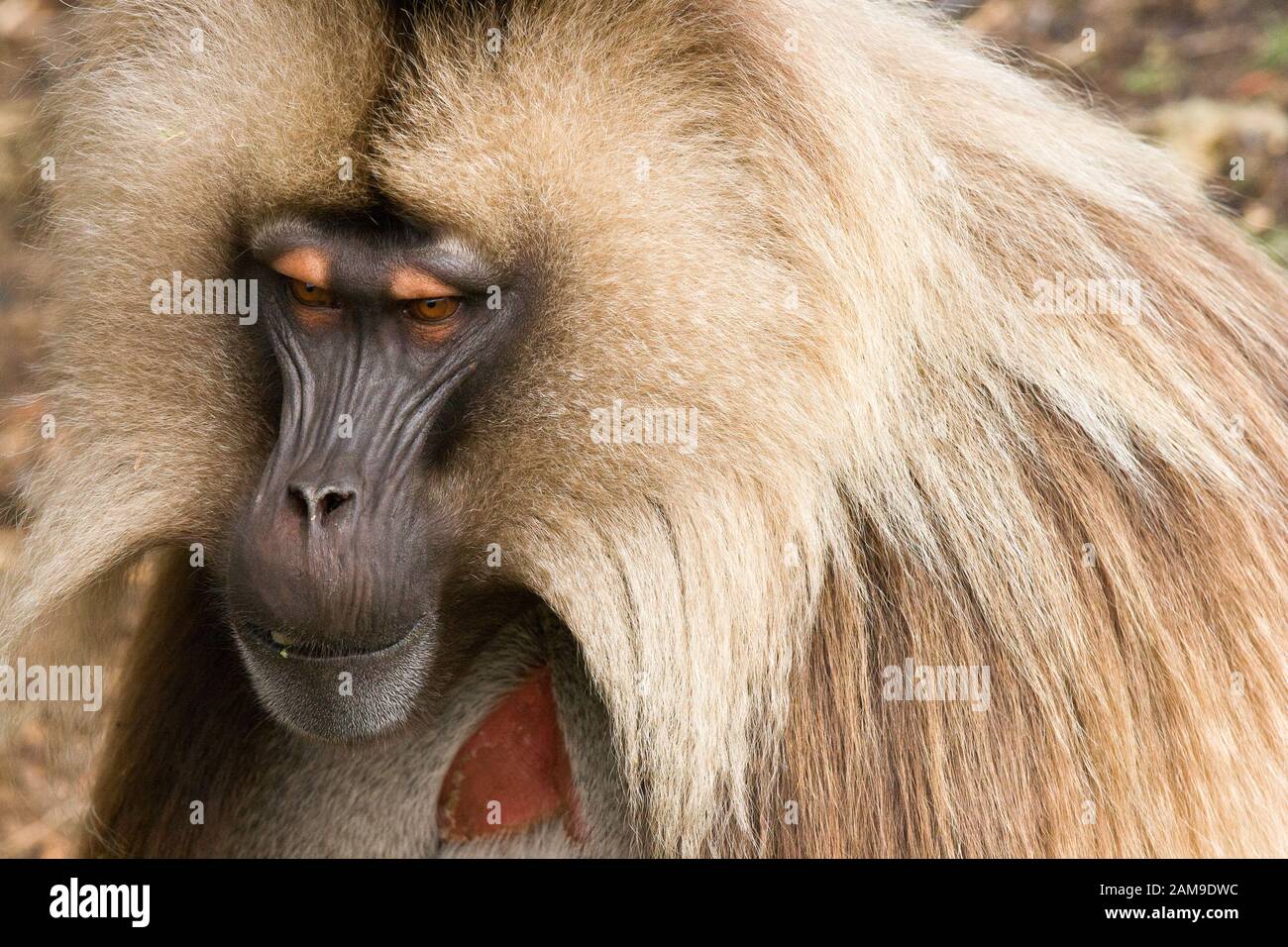Portrait of Gelada baboon, Simien Mountains National Park, Ethiopia Stock  Photo - Alamy