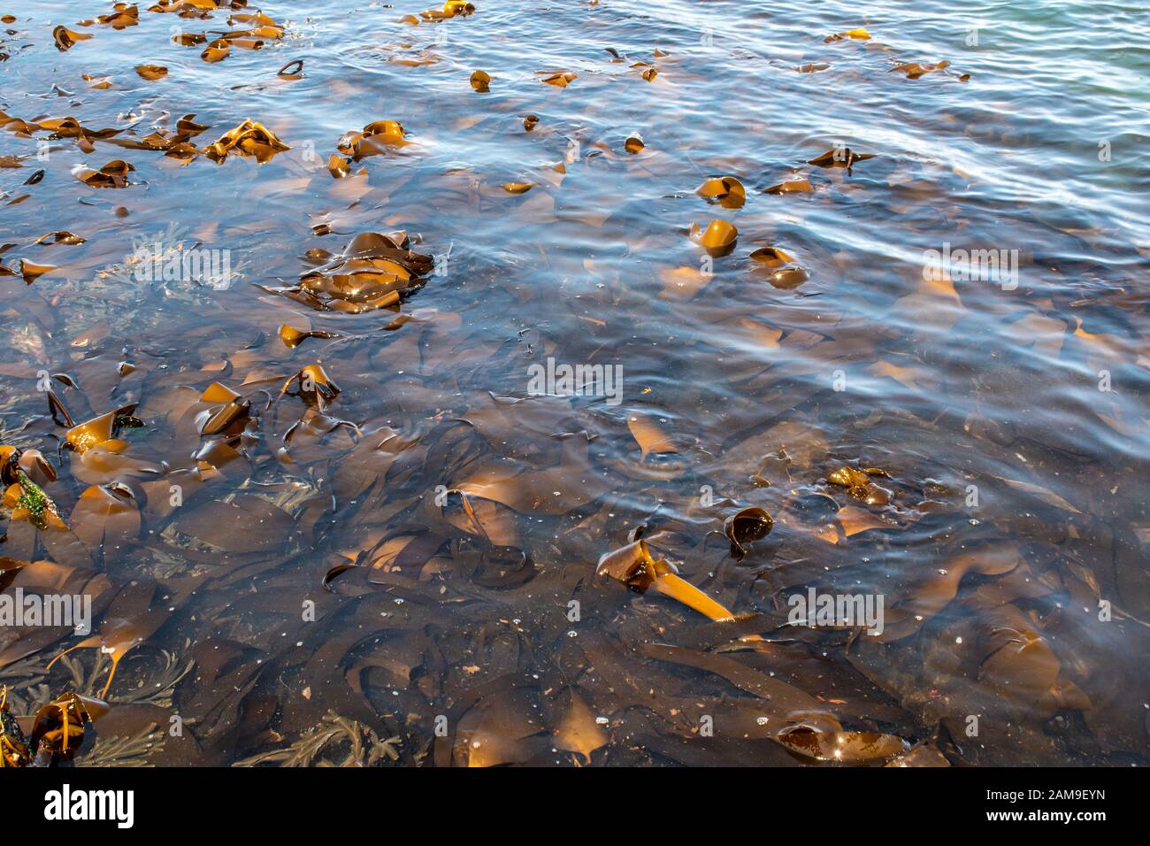 Kelp in Sea Stock Photo