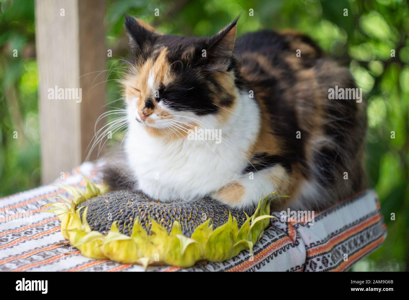 Threecolor fluffy domestic cat sleeps on a ripe sunflower disk Stock Photo