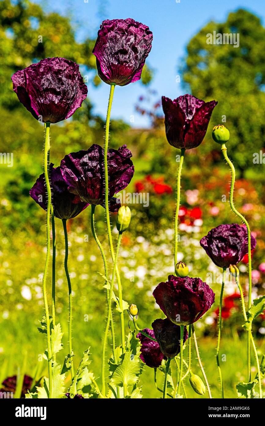 Black peony poppy hi-res stock photography and images - Alamy