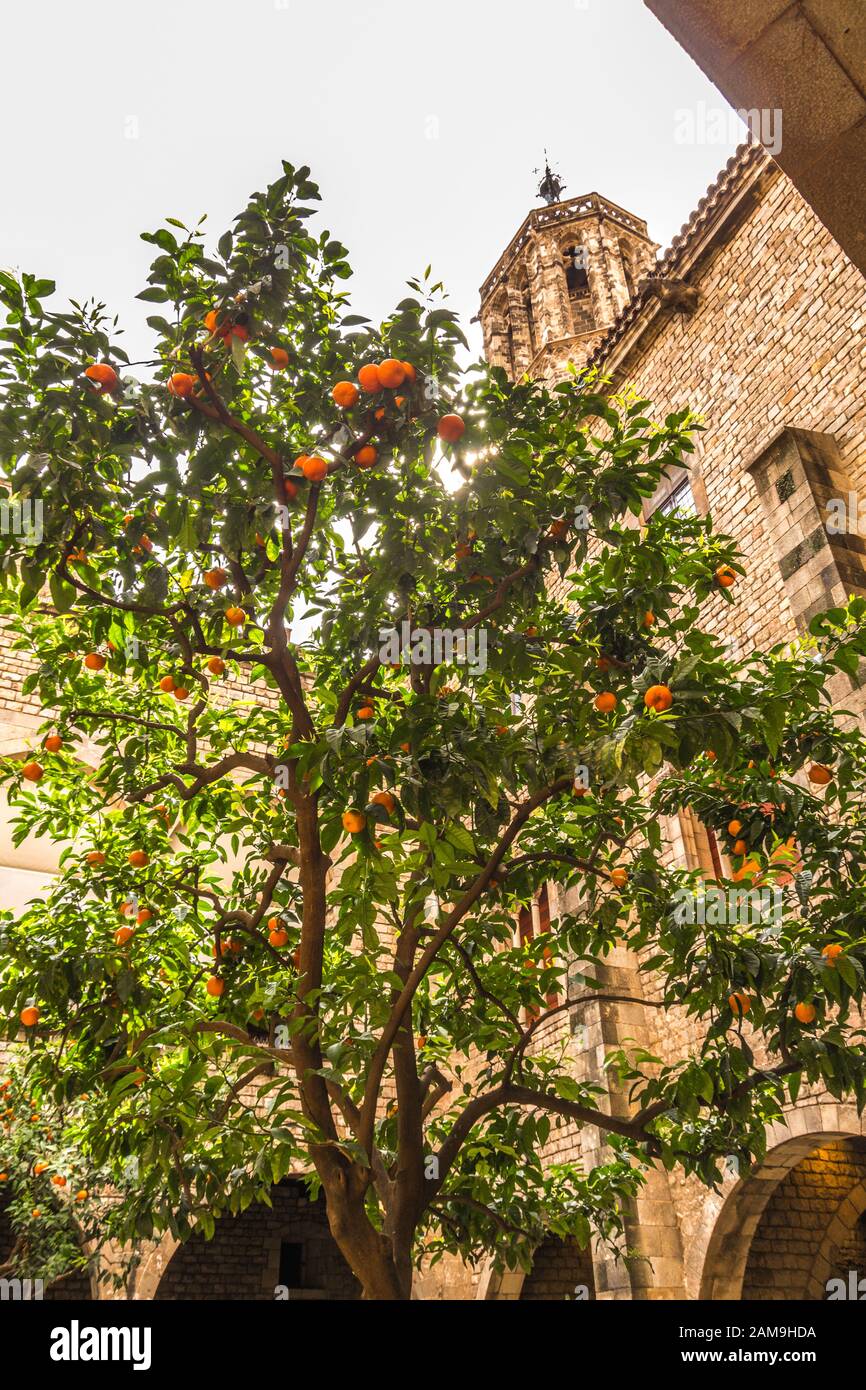 Oranges tree with building in background Stock Photo