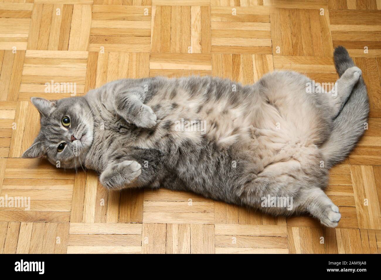 A british cat is lying on the floor on its back and looking satisfied. And also a bit naughty with the spread legs. Stock Photo