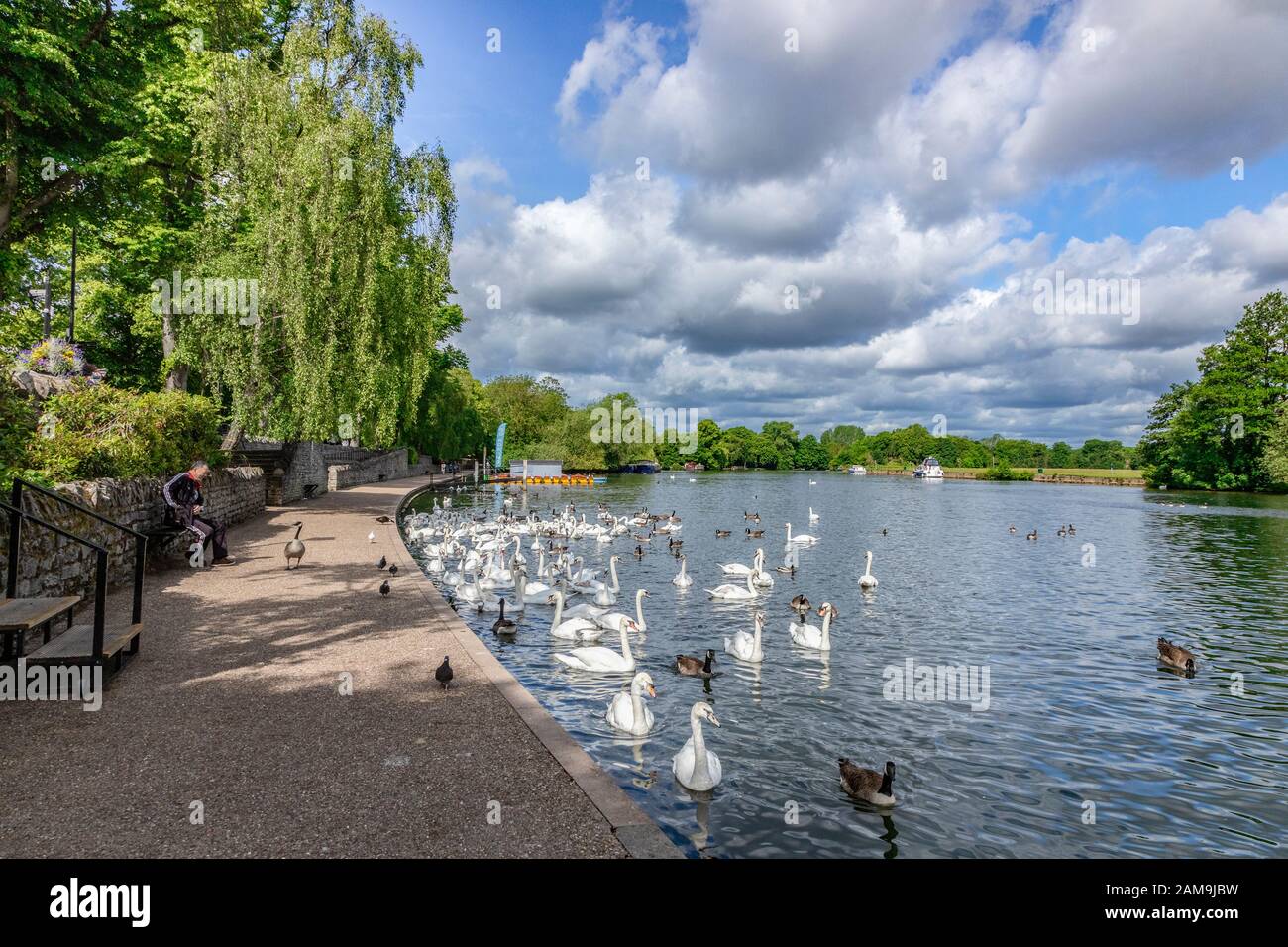 5 June 2019: Windsor, UK - Swans on the River Thames Stock Photo