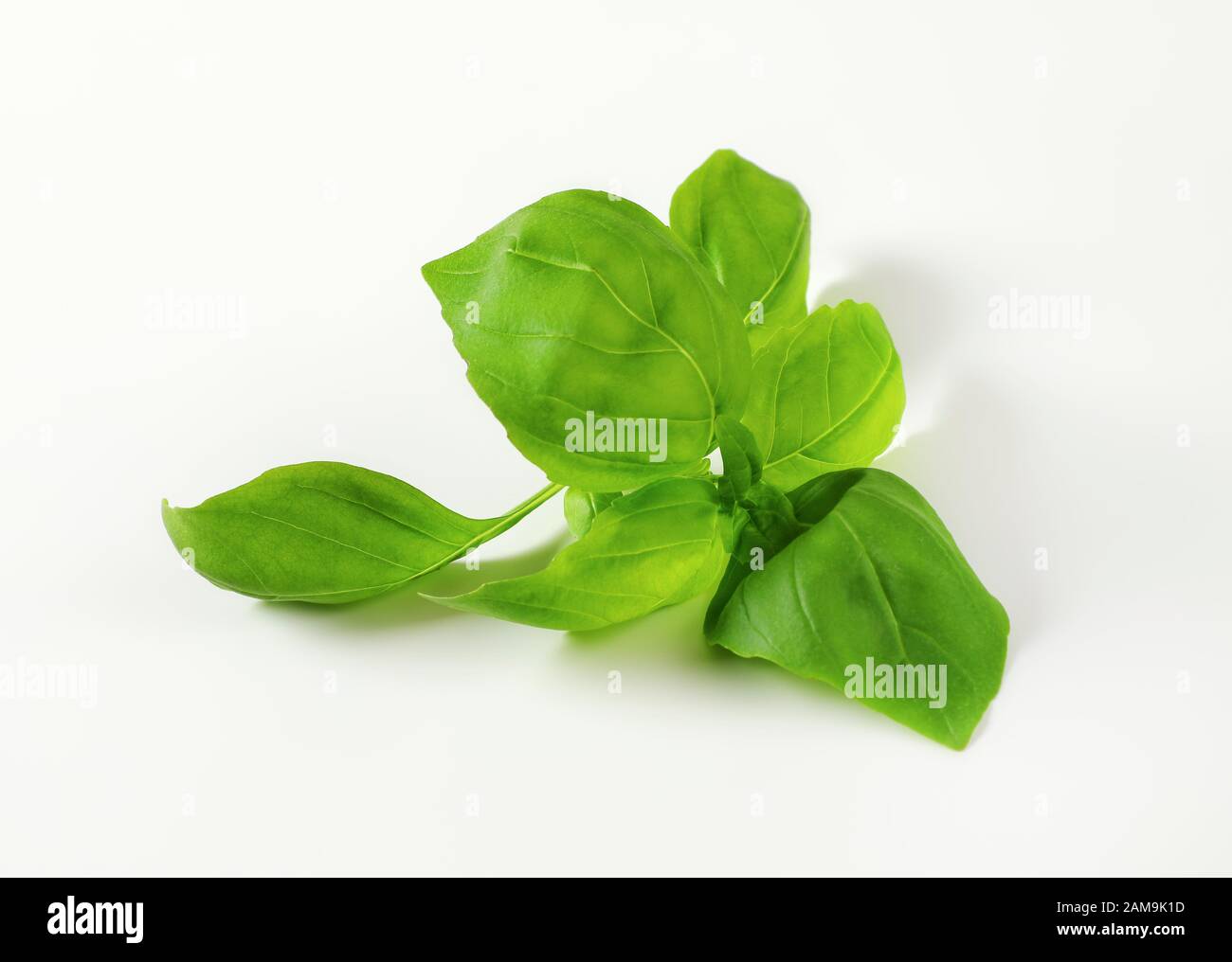 Fresh basil leaves on white background Stock Photo