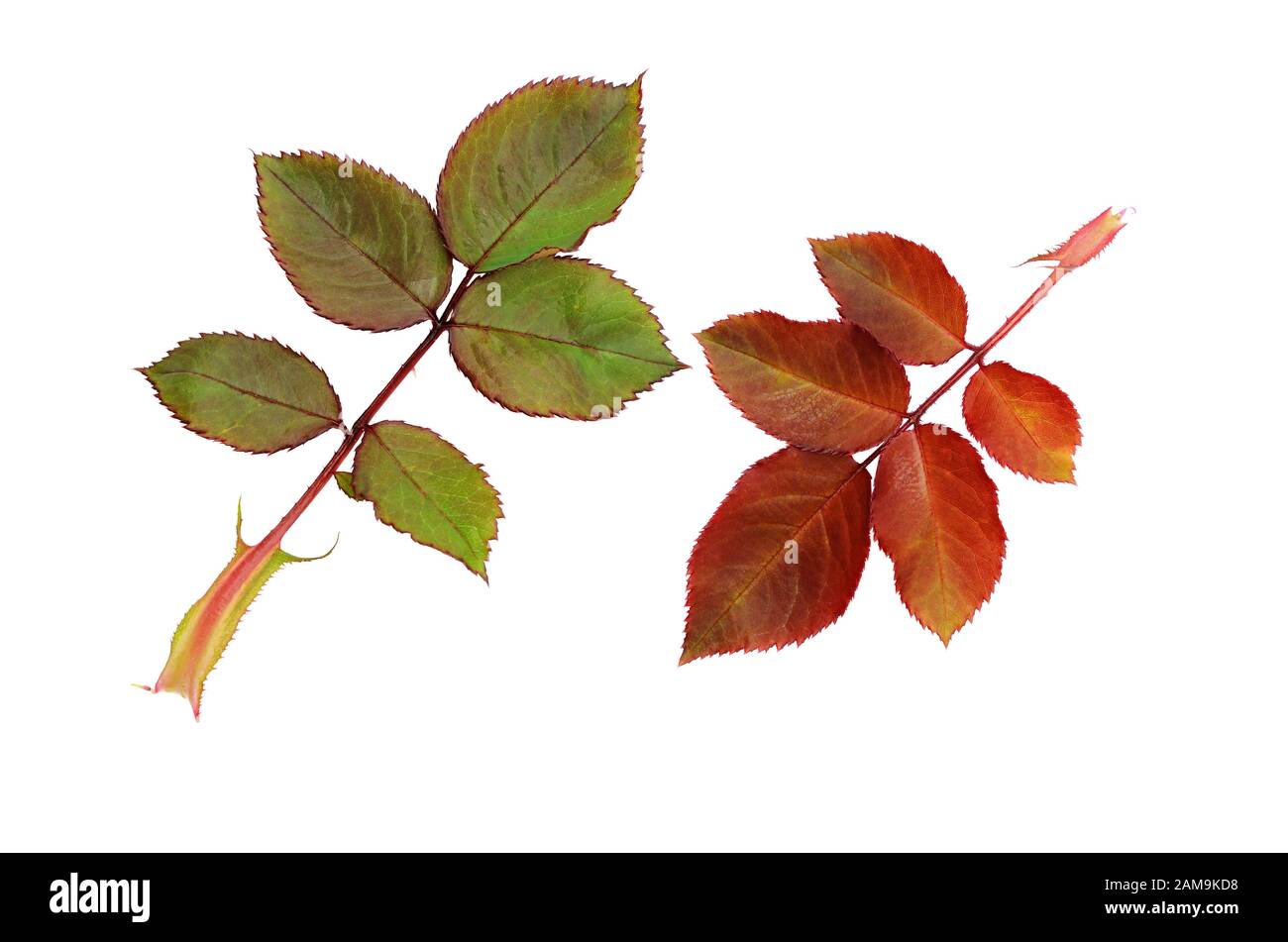Green and red rose leaves isolated on white Stock Photo Alamy