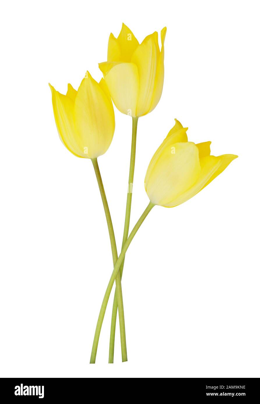 Yellow tulip flowers isolated on white background Stock Photo - Alamy