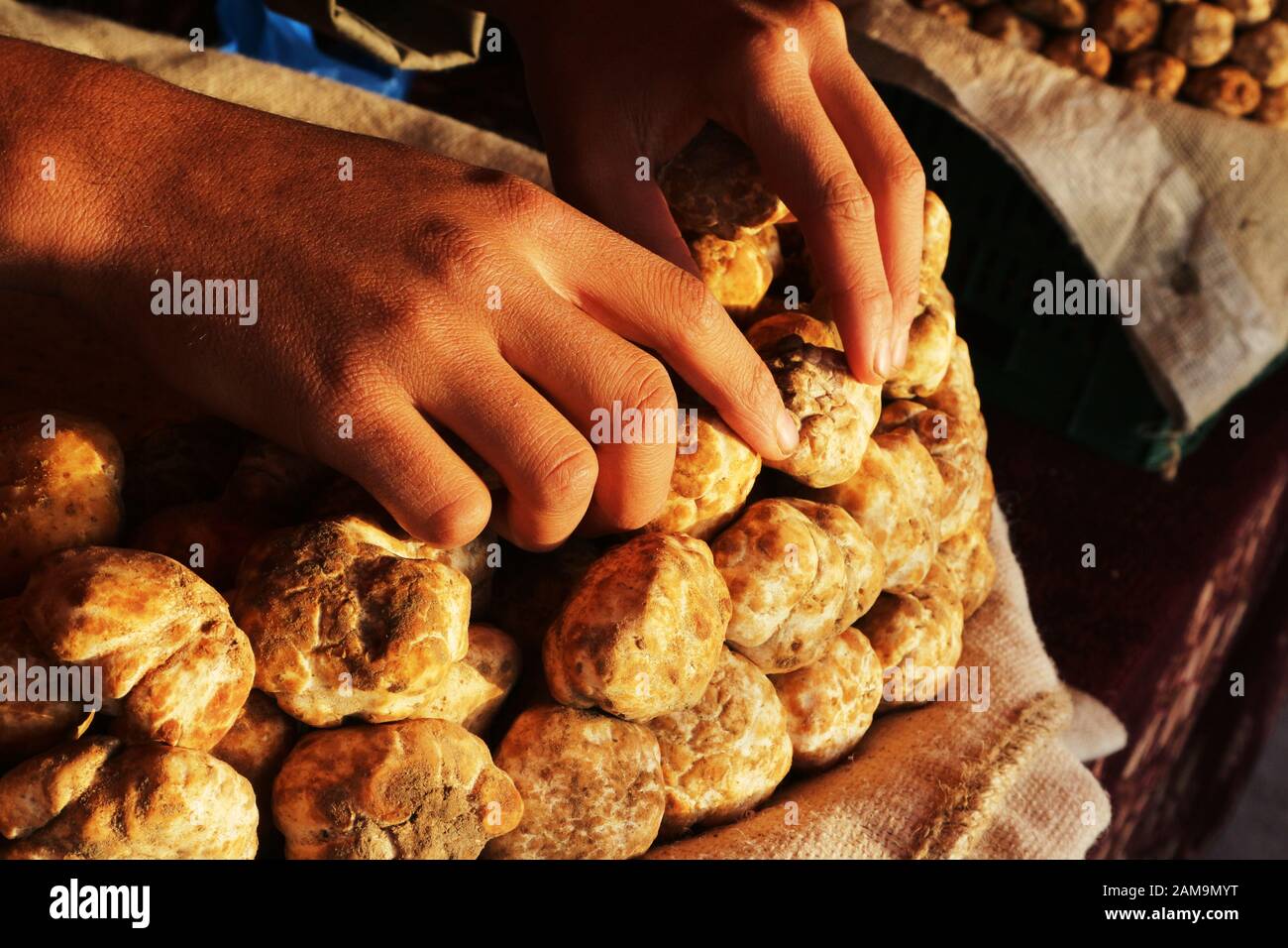 Truffles harvested in the deserts of Saudi Arabia, Iraq, and Iran on